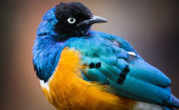 Penguenleri hiç bu kadar komik ve yakından görmemiştiniz