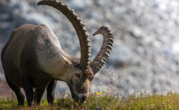 Yunanistan Savunma Bakanı: Türkiye’ye S-400 verilmesinin amacı NATO’yu bölmek