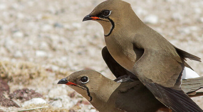 Hayalet böcek görenleri şaşırtıyor…