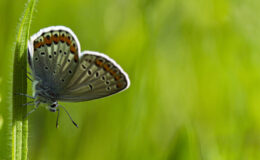 Barrack Obama tekrar aday neden olamıyor ?