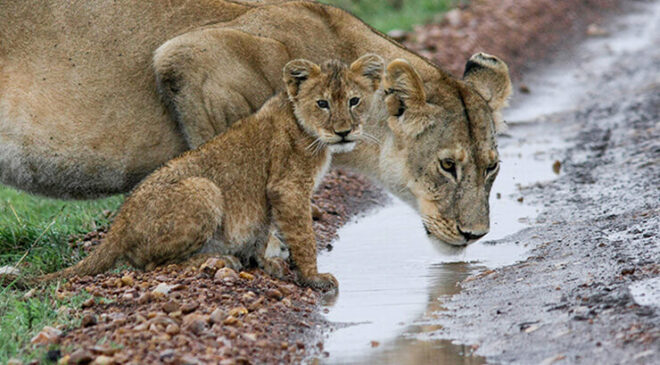 İguanalar ne kadar sürede renk değiştirebilir ? Detaylar burada…
