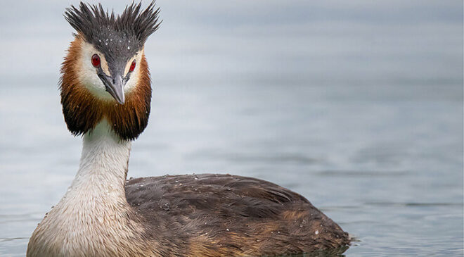 Yavru kaplan, Sibarya kaplanlarına yem oldu!