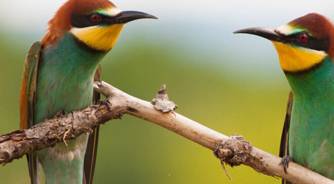 Cristiano Ronaldo’nun akıllara zarar tüm kariyerinin istatistiğini çıkardık !
